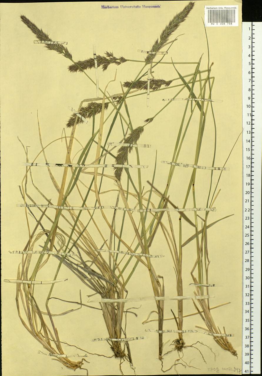 Calamagrostis purpurascens R.Br., Siberia, Yakutia (S5) (Russia)