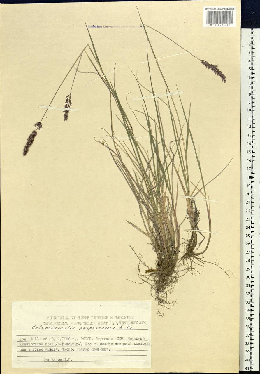 Calamagrostis purpurascens R.Br., Siberia, Yakutia (S5) (Russia)