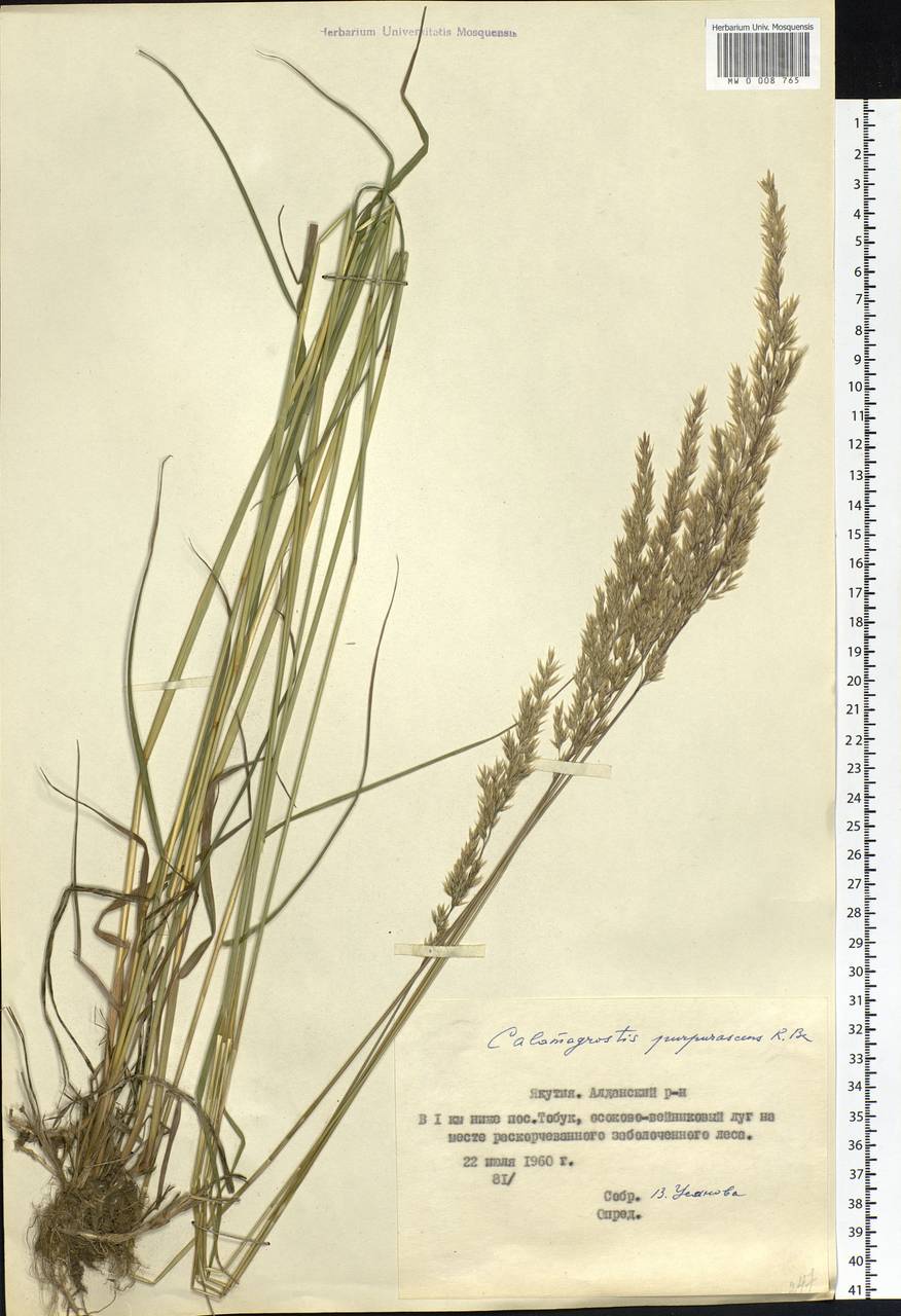 Calamagrostis purpurascens R.Br., Siberia, Yakutia (S5) (Russia)