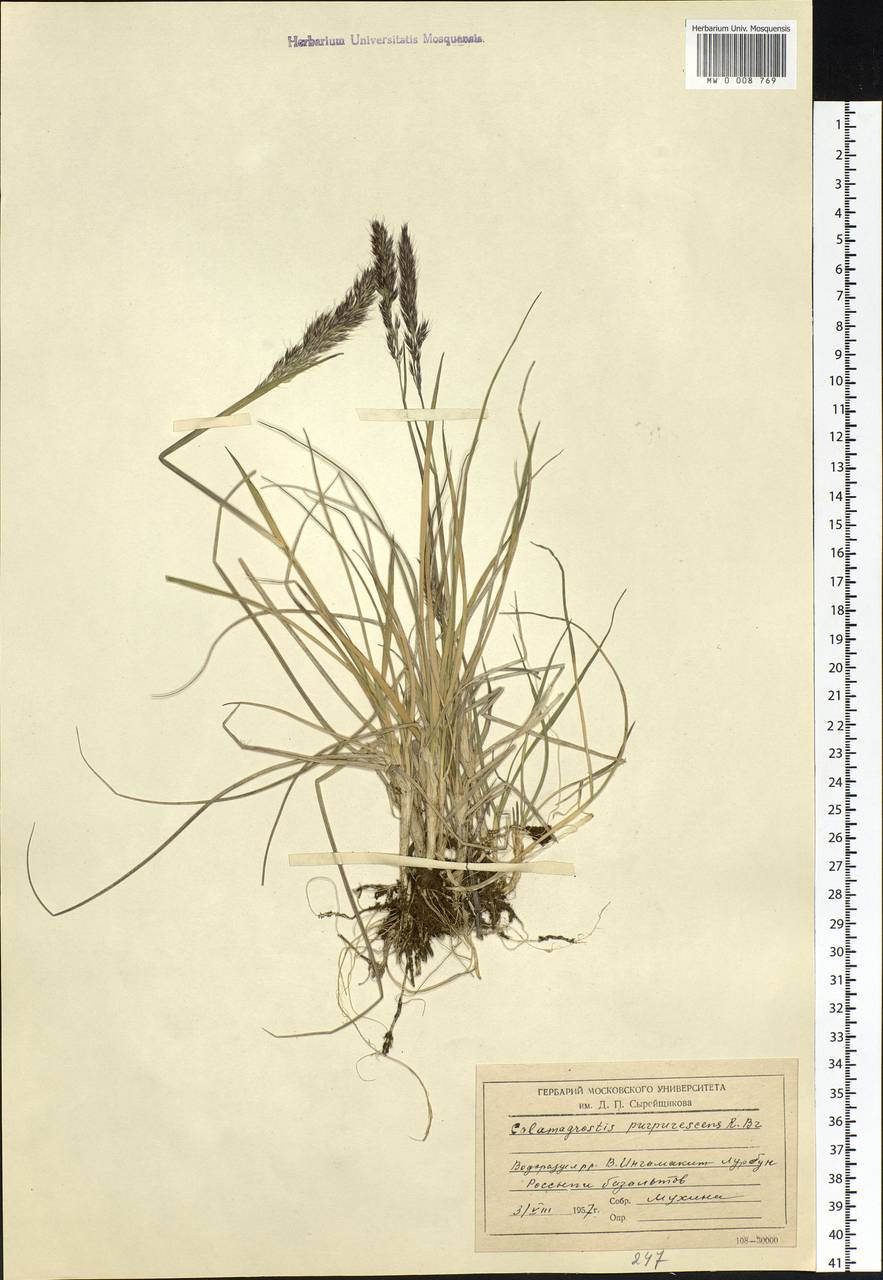 Calamagrostis purpurascens R.Br., Siberia, Baikal & Transbaikal region (S4) (Russia)