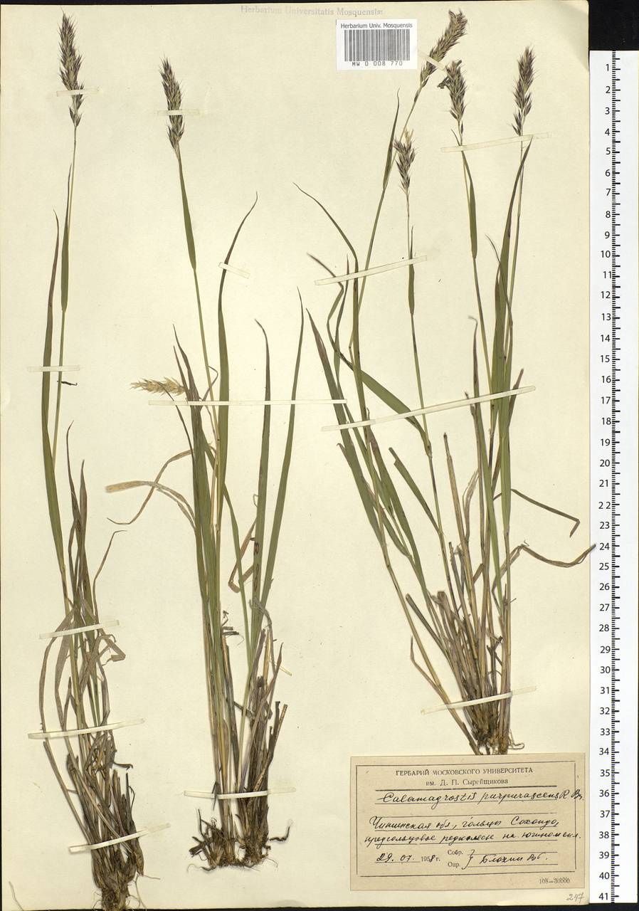 Calamagrostis purpurascens R.Br., Siberia, Baikal & Transbaikal region (S4) (Russia)