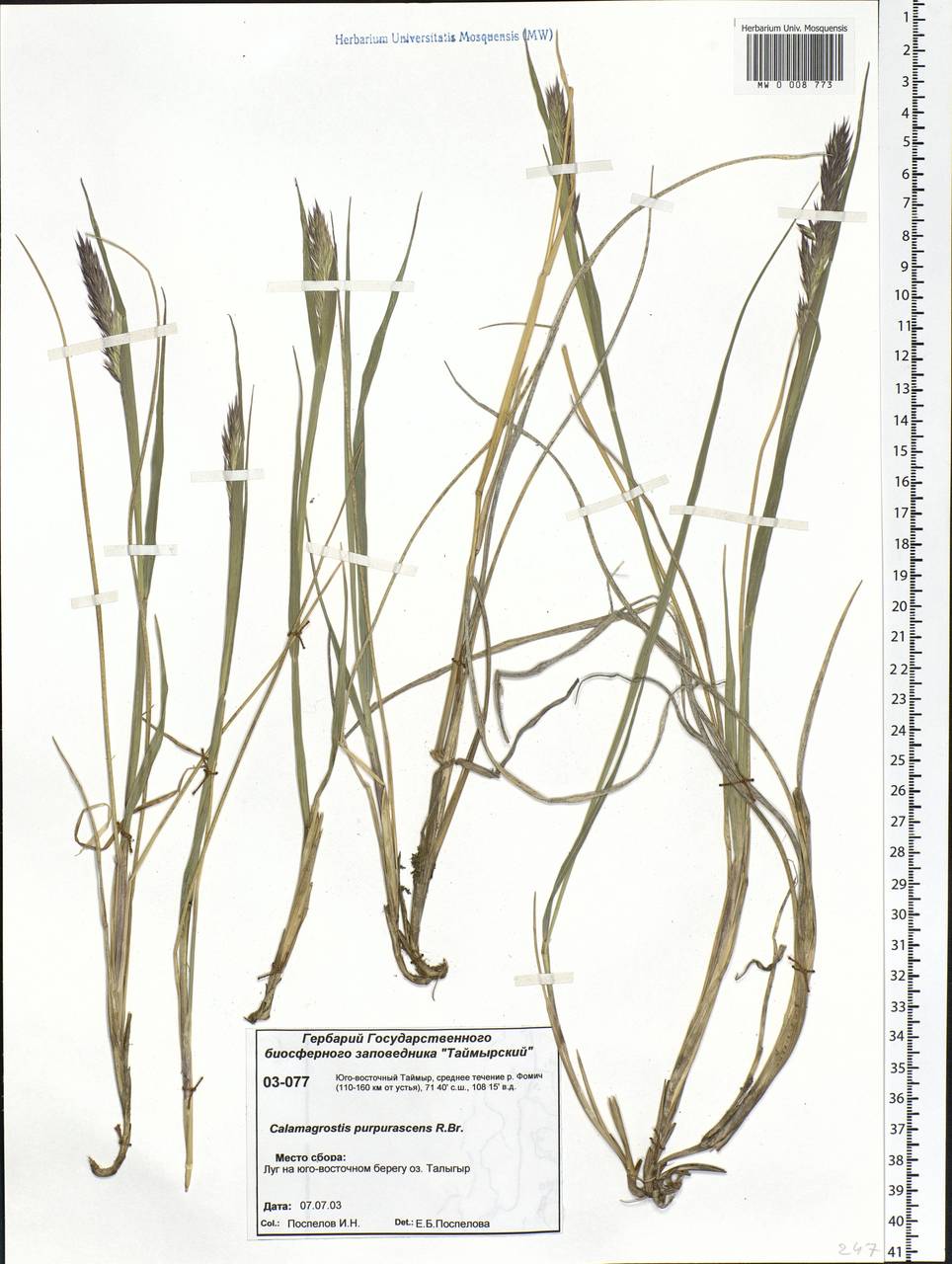 Calamagrostis purpurascens R.Br., Siberia, Central Siberia (S3) (Russia)