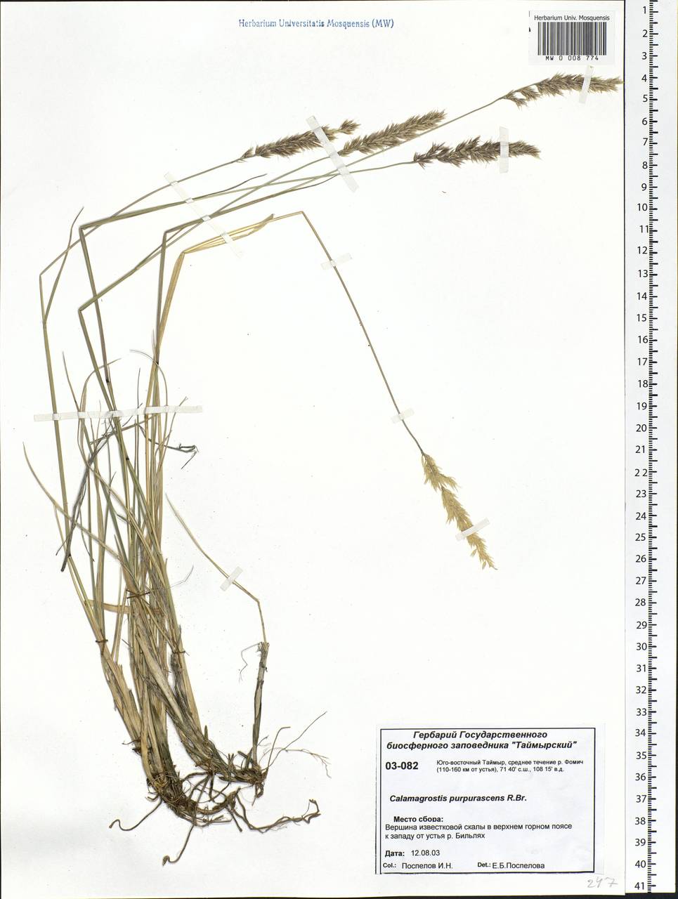 Calamagrostis purpurascens R.Br., Siberia, Central Siberia (S3) (Russia)