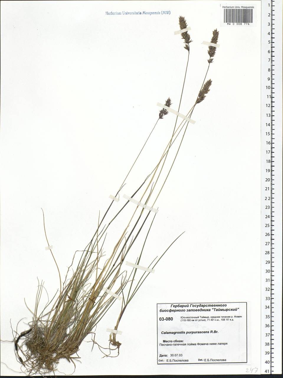 Calamagrostis purpurascens R.Br., Siberia, Central Siberia (S3) (Russia)