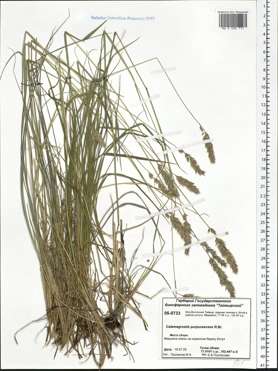 Calamagrostis purpurascens R.Br., Siberia, Central Siberia (S3) (Russia)