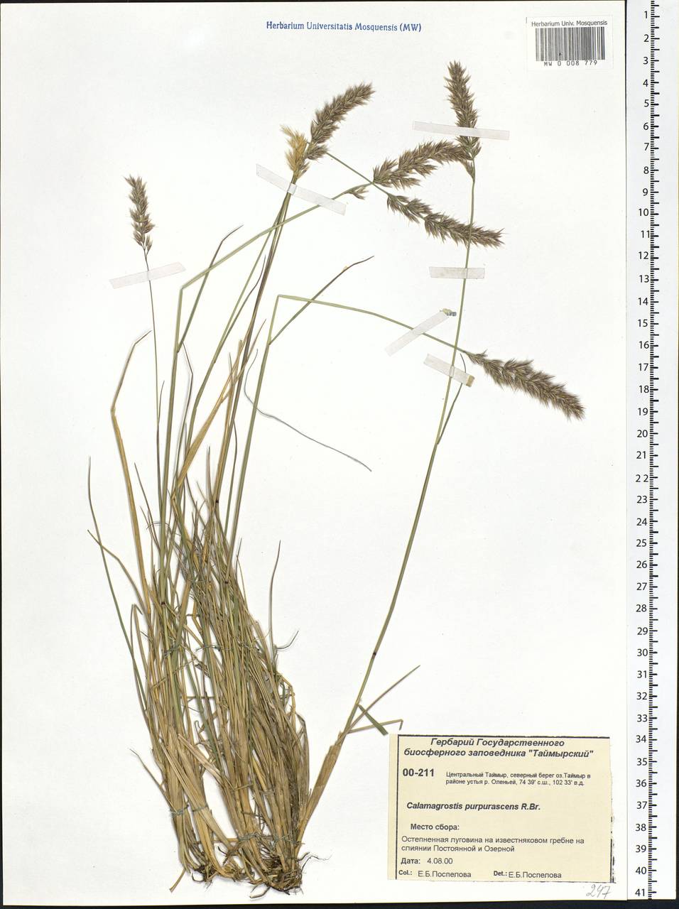 Calamagrostis purpurascens R.Br., Siberia, Central Siberia (S3) (Russia)