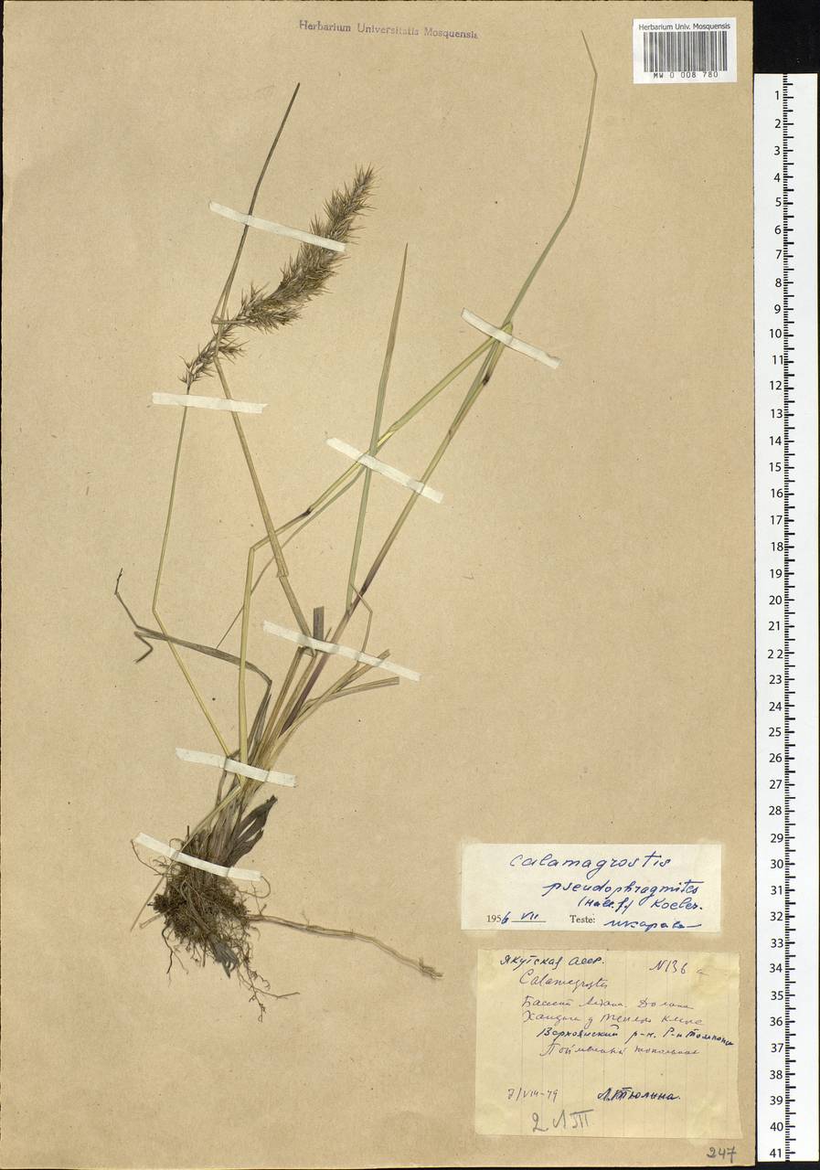 Calamagrostis pseudophragmites (Haller f.) Koeler, Siberia, Yakutia (S5) (Russia)