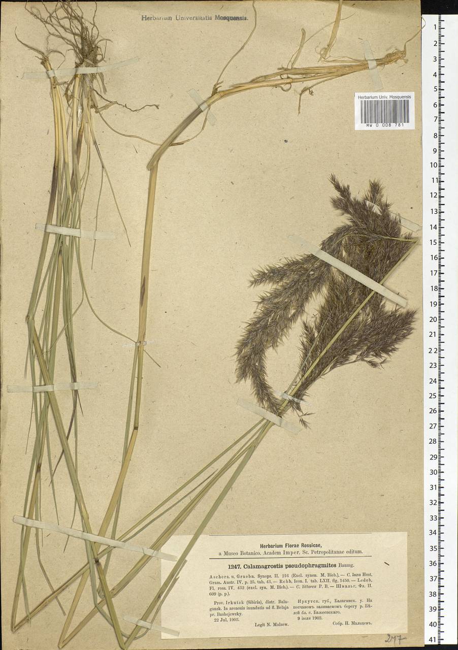 Calamagrostis pseudophragmites (Haller f.) Koeler, Siberia, Baikal & Transbaikal region (S4) (Russia)