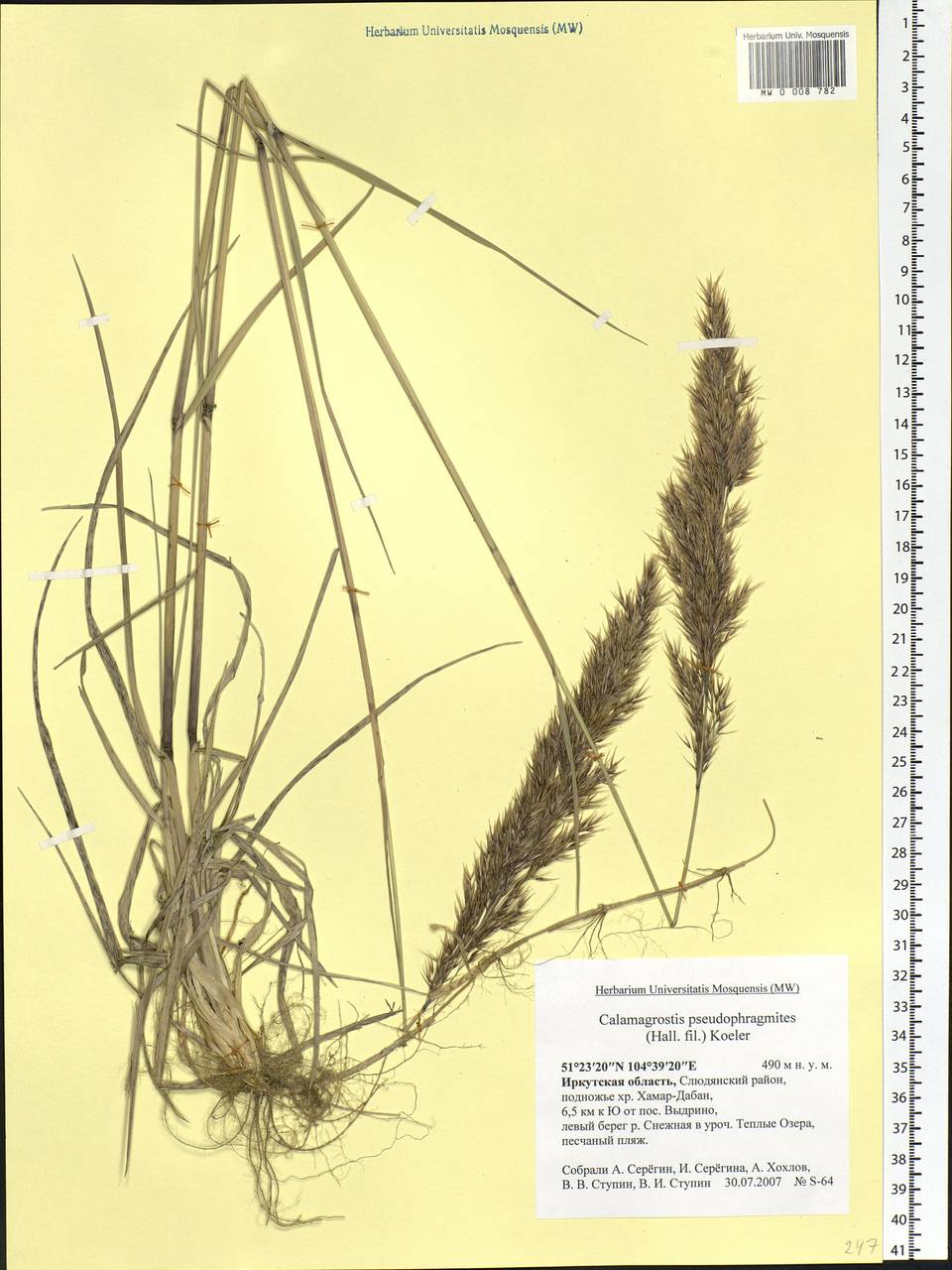 Calamagrostis pseudophragmites (Haller f.) Koeler, Siberia, Baikal & Transbaikal region (S4) (Russia)