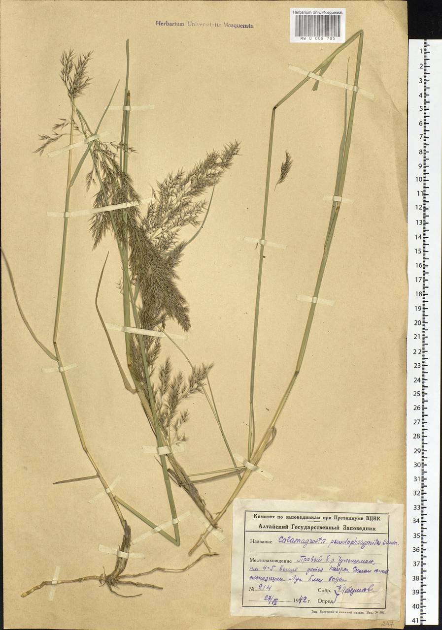 Calamagrostis pseudophragmites (Haller f.) Koeler, Siberia, Altai & Sayany Mountains (S2) (Russia)