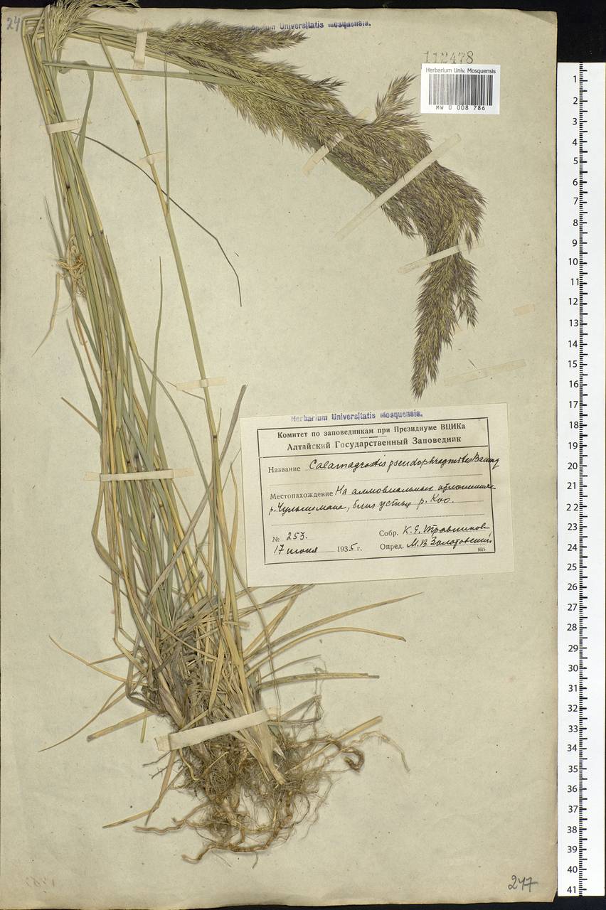 Calamagrostis pseudophragmites (Haller f.) Koeler, Siberia, Altai & Sayany Mountains (S2) (Russia)