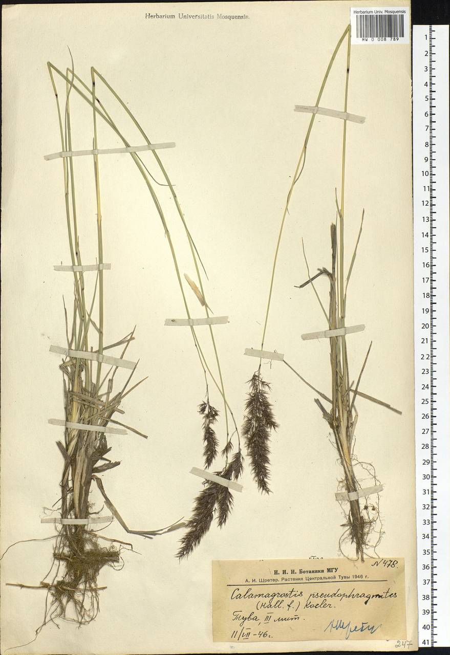 Calamagrostis pseudophragmites (Haller f.) Koeler, Siberia, Altai & Sayany Mountains (S2) (Russia)