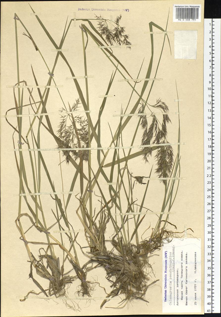 Calamagrostis pseudophragmites (Haller f.) Koeler, Siberia, Altai & Sayany Mountains (S2) (Russia)