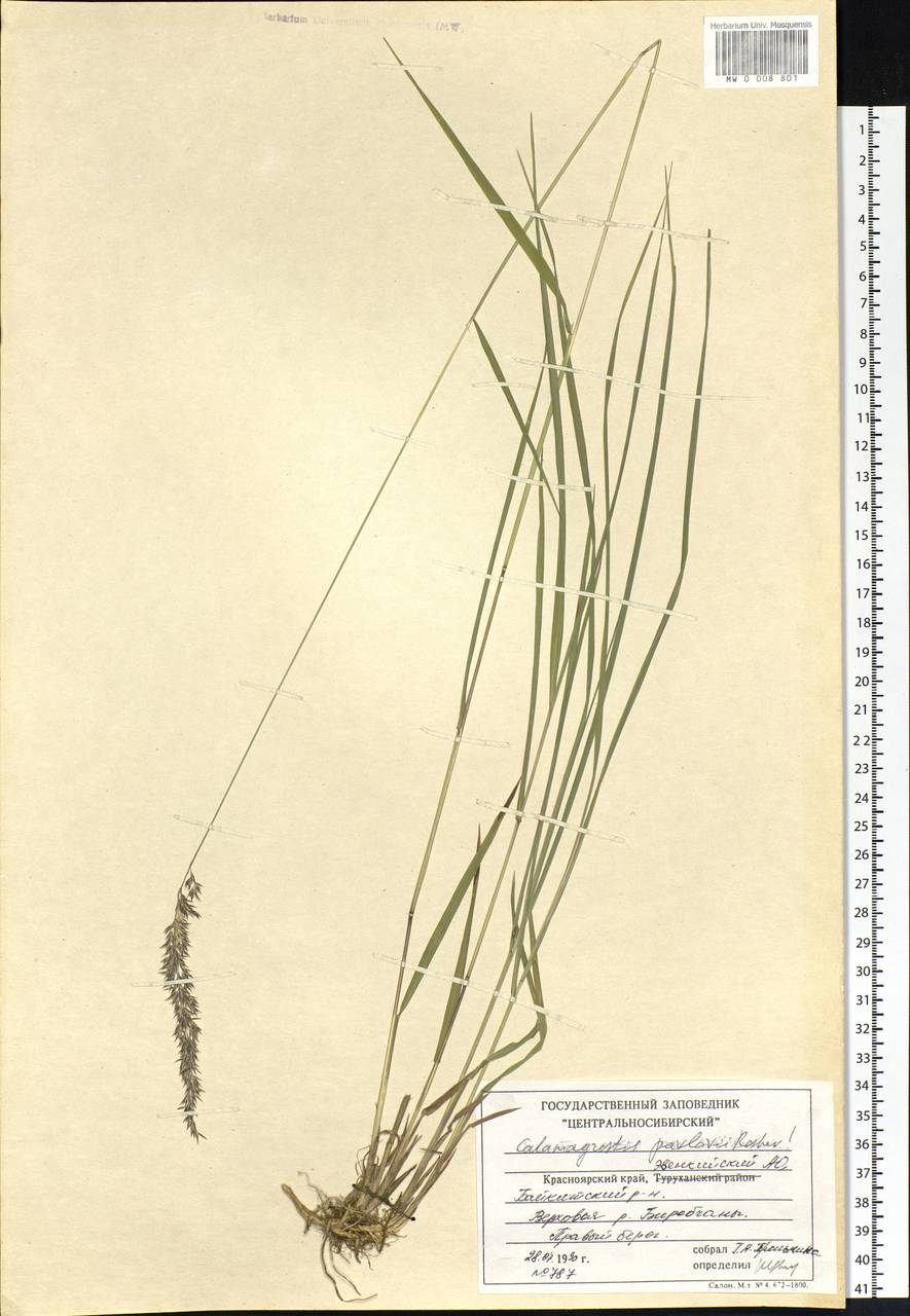 Calamagrostis pavlovii Roshev., Siberia, Central Siberia (S3) (Russia)