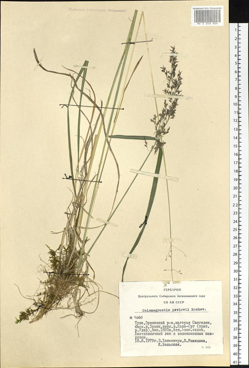 Calamagrostis pavlovii Roshev., Siberia, Altai & Sayany Mountains (S2) (Russia)