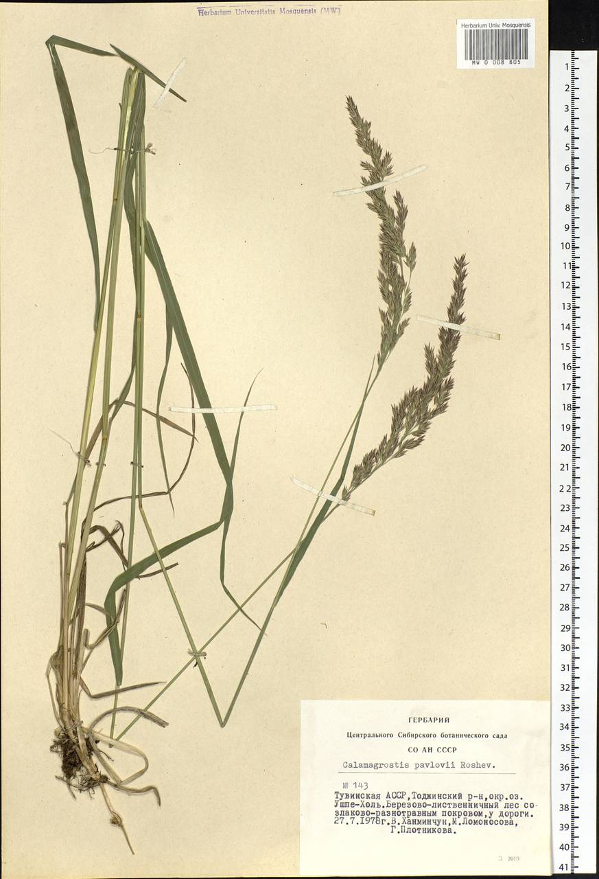 Calamagrostis pavlovii Roshev., Siberia, Altai & Sayany Mountains (S2) (Russia)