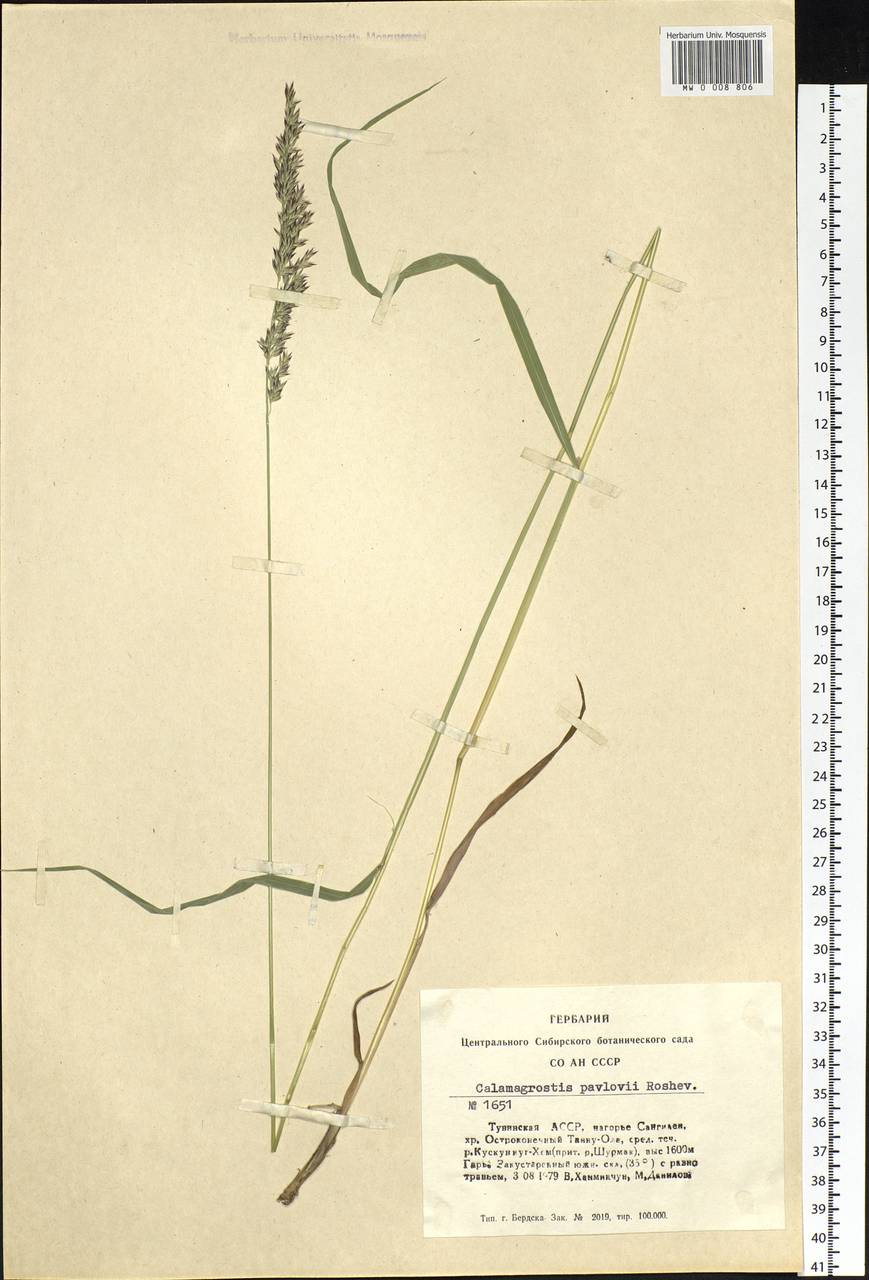 Calamagrostis pavlovii Roshev., Siberia, Altai & Sayany Mountains (S2) (Russia)