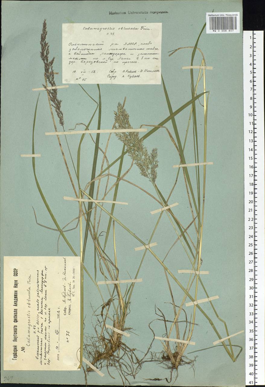 Calamagrostis obtusata Trin., Siberia, Yakutia (S5) (Russia)