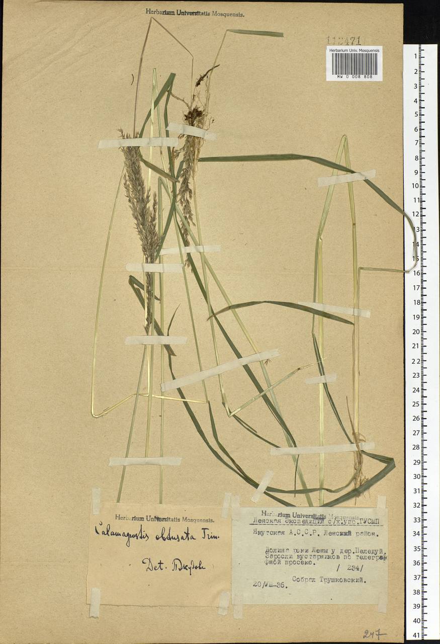 Calamagrostis obtusata Trin., Siberia, Yakutia (S5) (Russia)