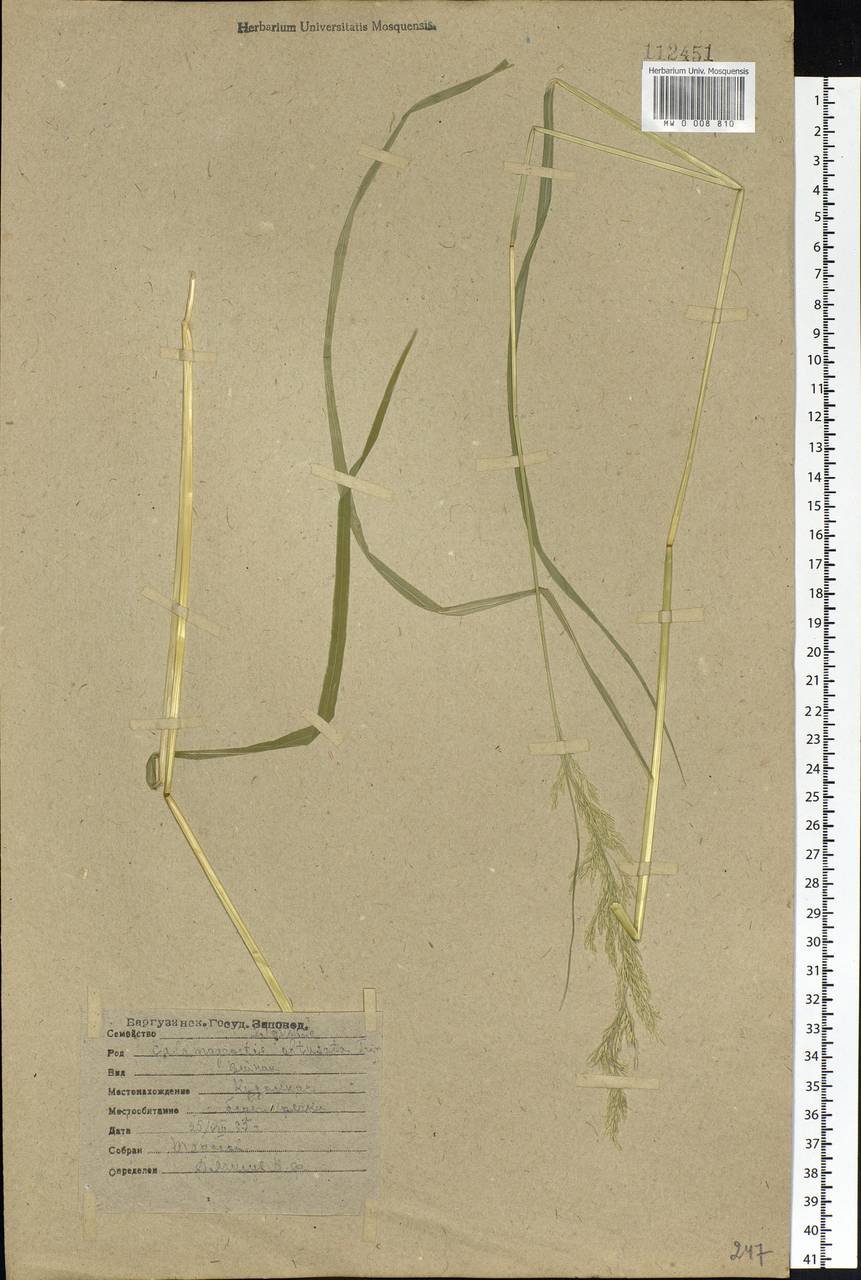 Calamagrostis obtusata Trin., Siberia, Baikal & Transbaikal region (S4) (Russia)