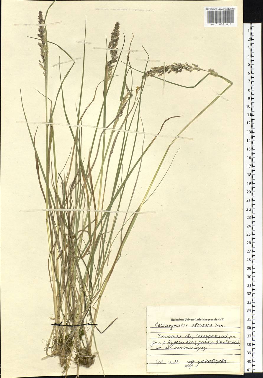 Calamagrostis obtusata Trin., Siberia, Baikal & Transbaikal region (S4) (Russia)