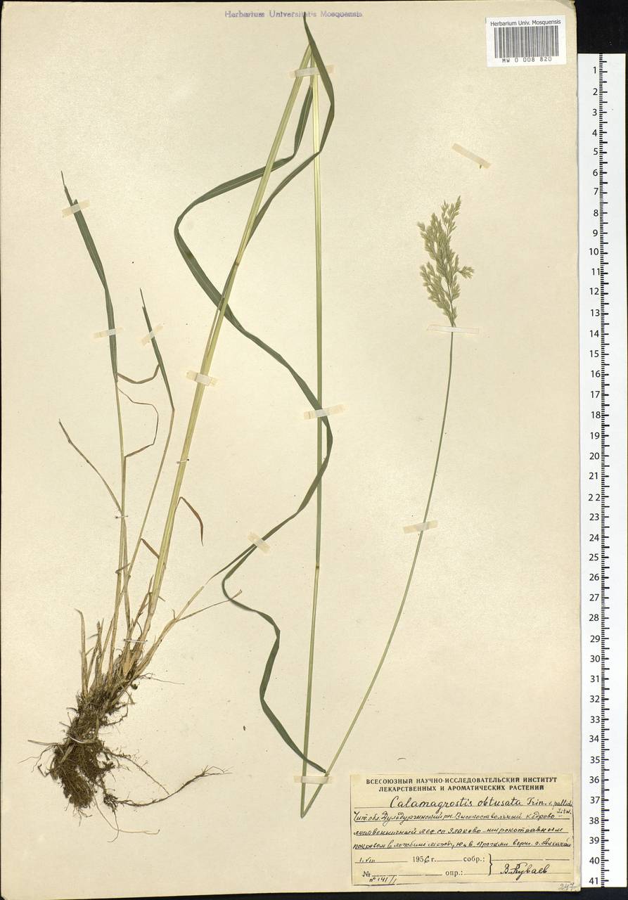 Calamagrostis obtusata Trin., Siberia, Baikal & Transbaikal region (S4) (Russia)