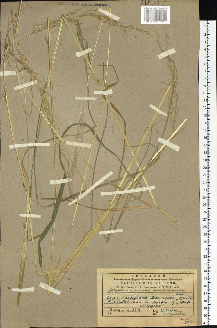 Calamagrostis obtusata Trin., Siberia, Central Siberia (S3) (Russia)