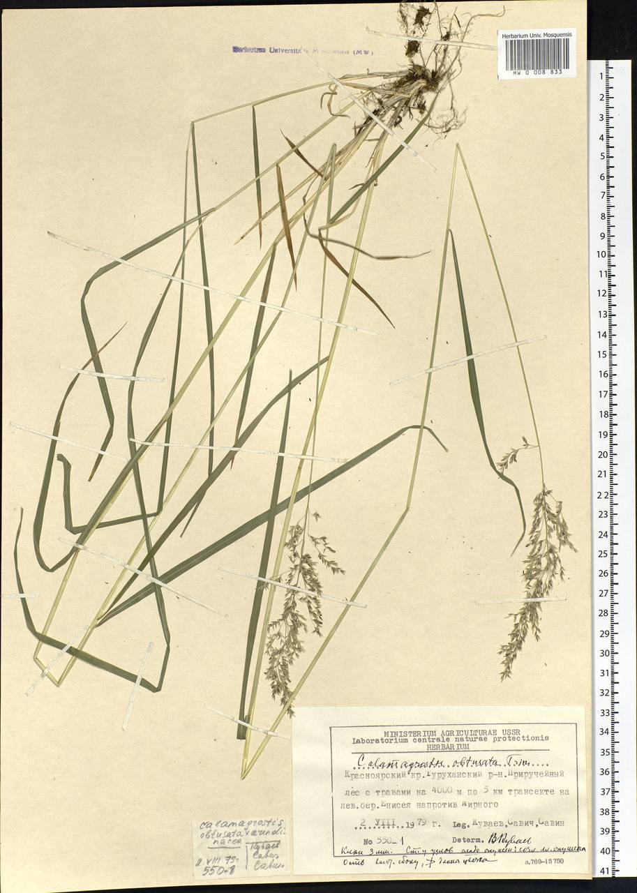 Calamagrostis obtusata Trin., Siberia, Central Siberia (S3) (Russia)