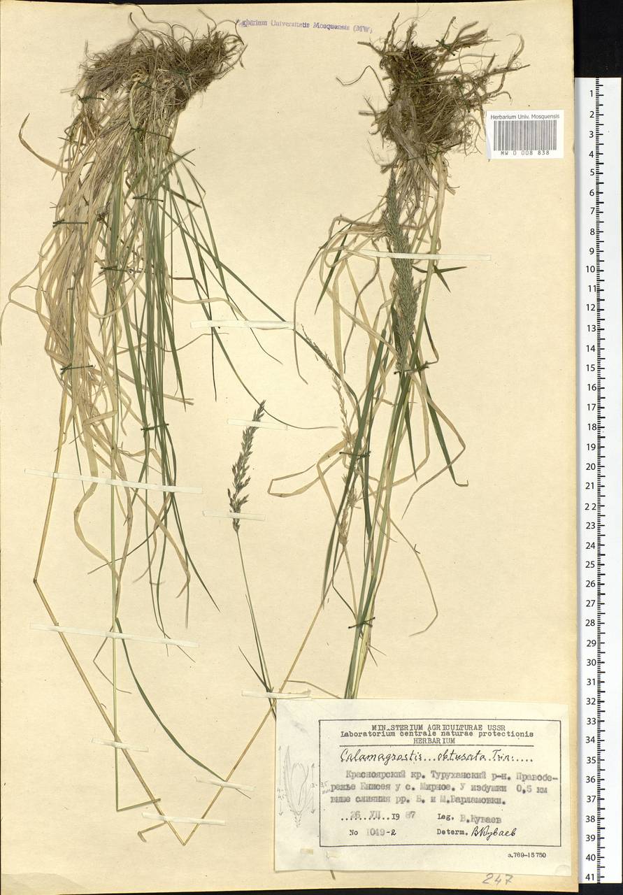 Calamagrostis obtusata Trin., Siberia, Central Siberia (S3) (Russia)