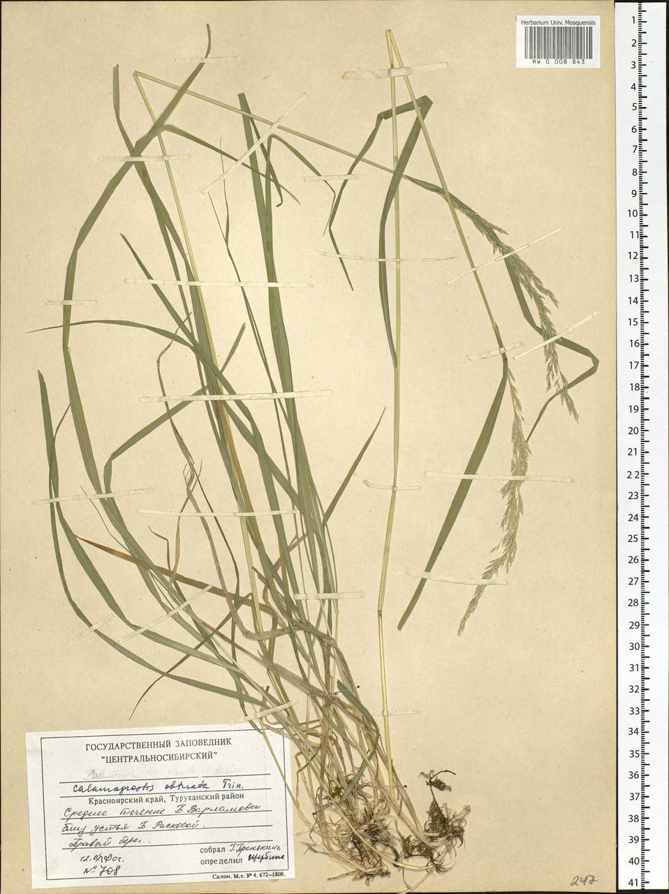 Calamagrostis obtusata Trin., Siberia, Central Siberia (S3) (Russia)