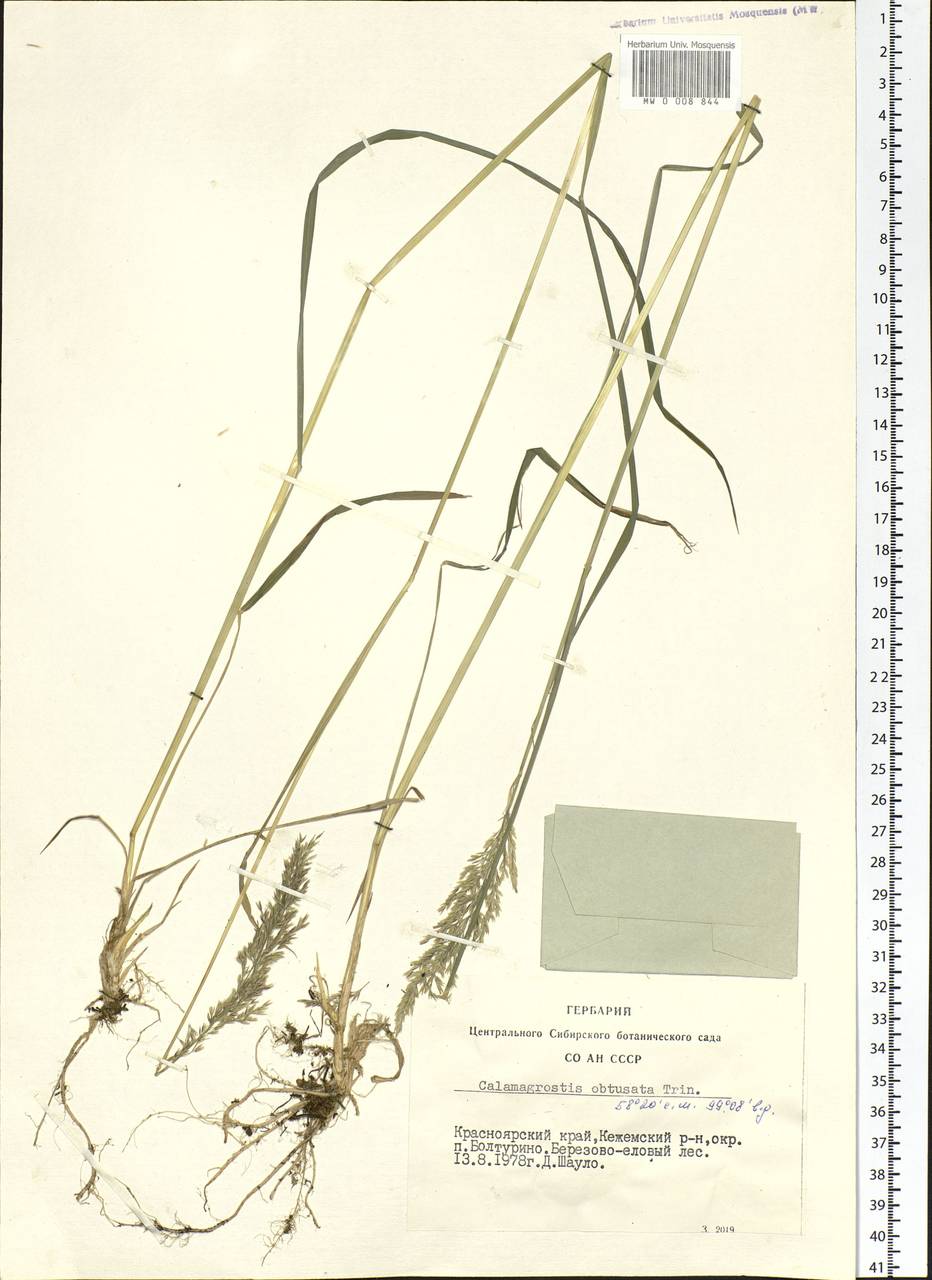 Calamagrostis obtusata Trin., Siberia, Central Siberia (S3) (Russia)