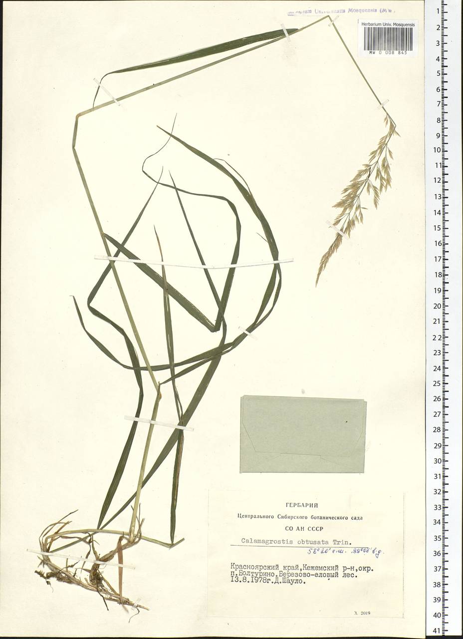 Calamagrostis obtusata Trin., Siberia, Central Siberia (S3) (Russia)