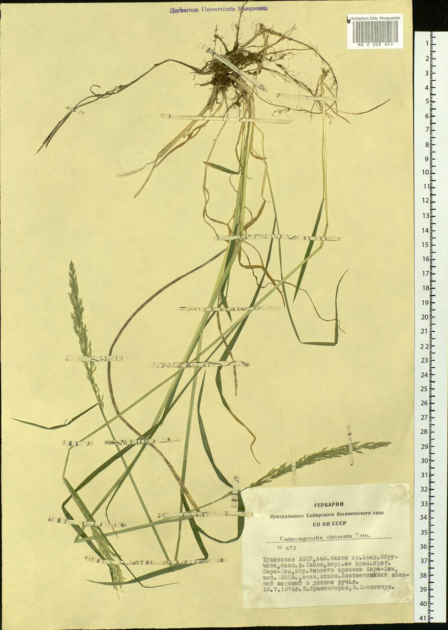 Calamagrostis obtusata Trin., Siberia, Altai & Sayany Mountains (S2) (Russia)