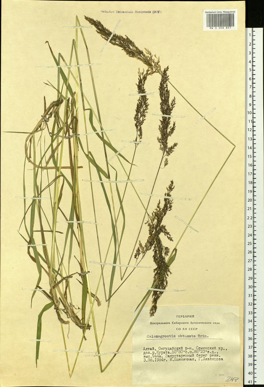 Calamagrostis obtusata Trin., Siberia, Altai & Sayany Mountains (S2) (Russia)