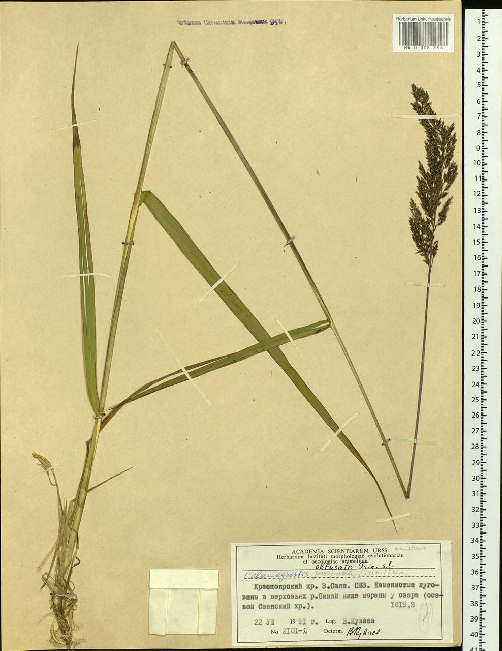 Calamagrostis obtusata Trin., Siberia, Altai & Sayany Mountains (S2) (Russia)