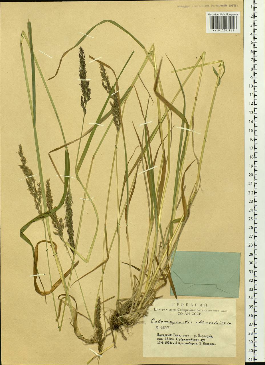 Calamagrostis obtusata Trin., Siberia, Altai & Sayany Mountains (S2) (Russia)