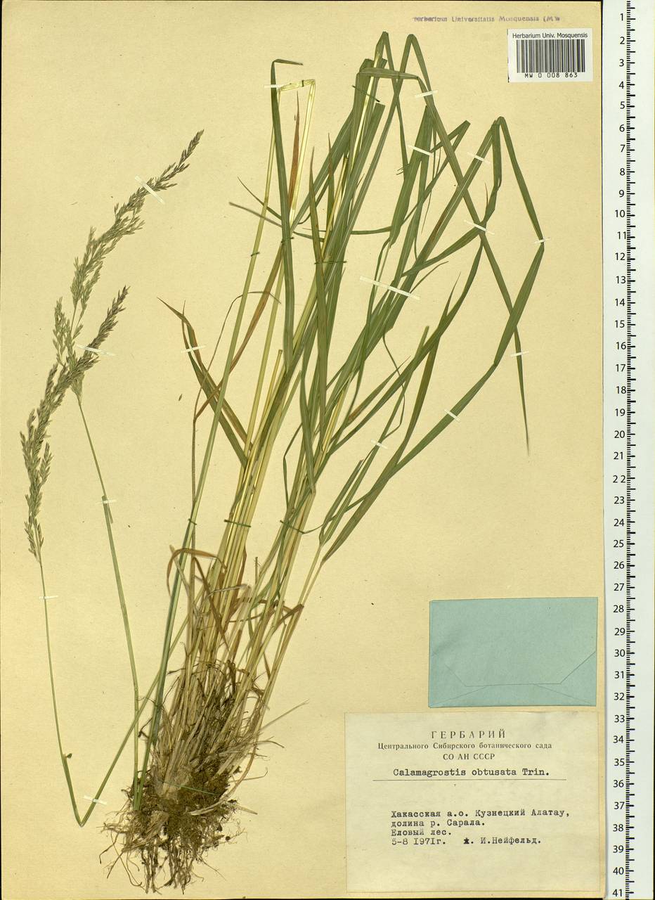 Calamagrostis obtusata Trin., Siberia, Altai & Sayany Mountains (S2) (Russia)