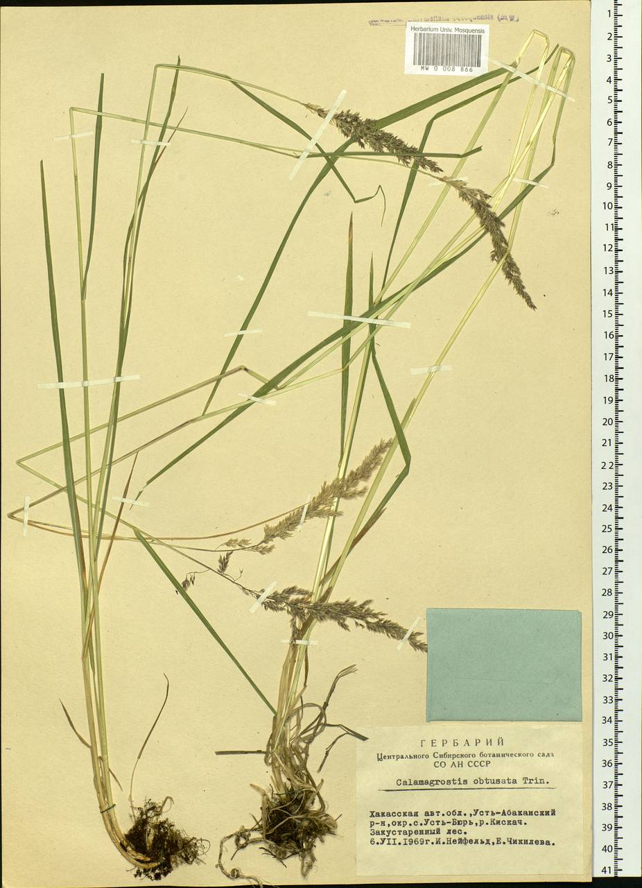 Calamagrostis obtusata Trin., Siberia, Altai & Sayany Mountains (S2) (Russia)