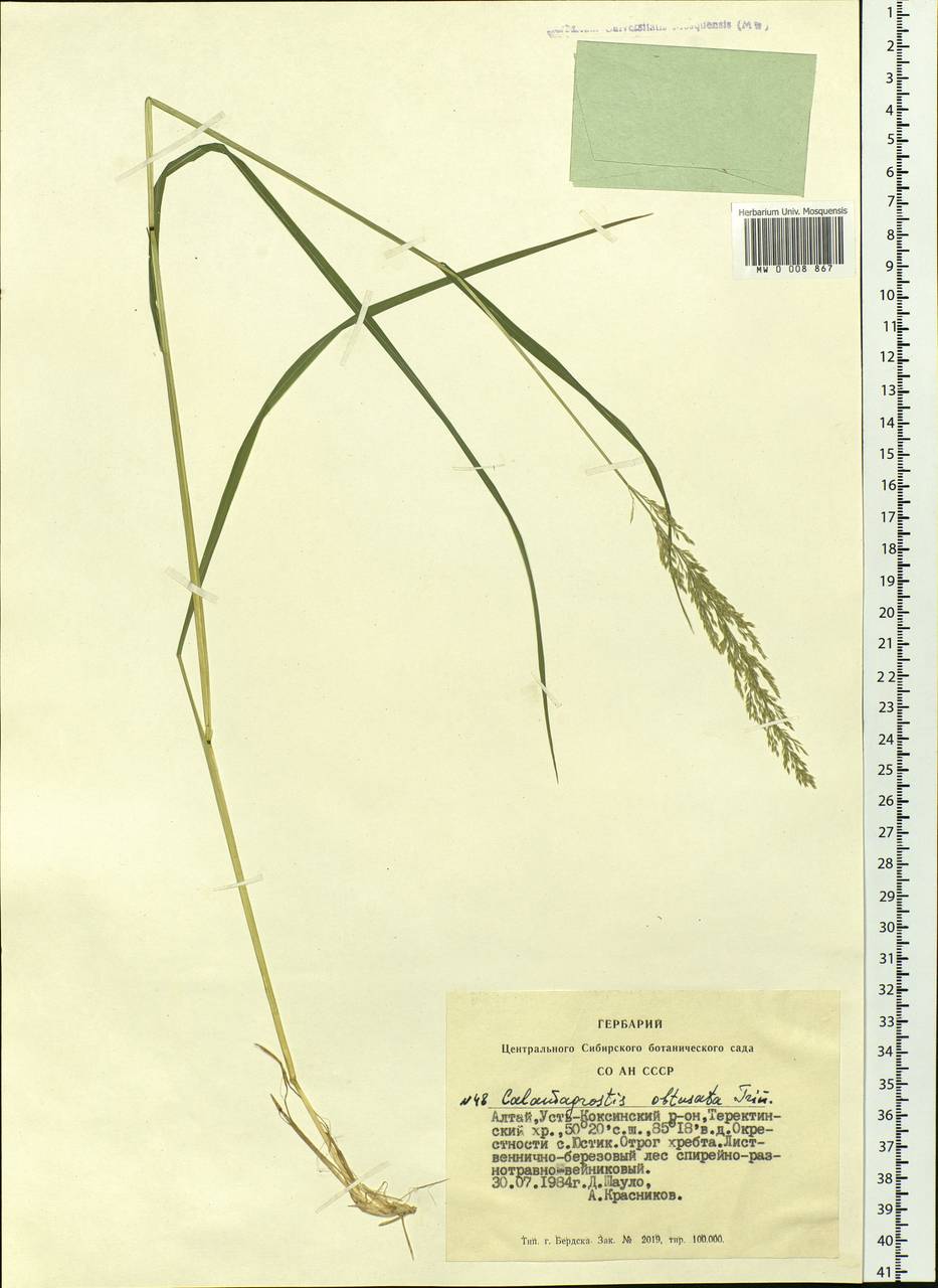 Calamagrostis obtusata Trin., Siberia, Altai & Sayany Mountains (S2) (Russia)