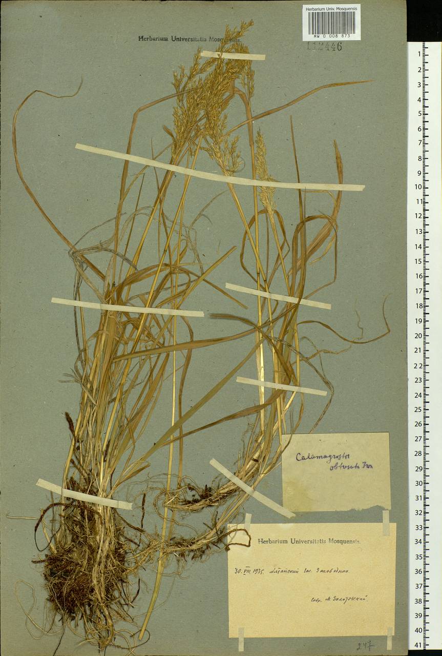 Calamagrostis obtusata Trin., Siberia, Altai & Sayany Mountains (S2) (Russia)