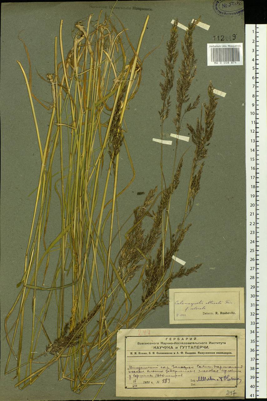 Calamagrostis obtusata Trin., Siberia, Altai & Sayany Mountains (S2) (Russia)