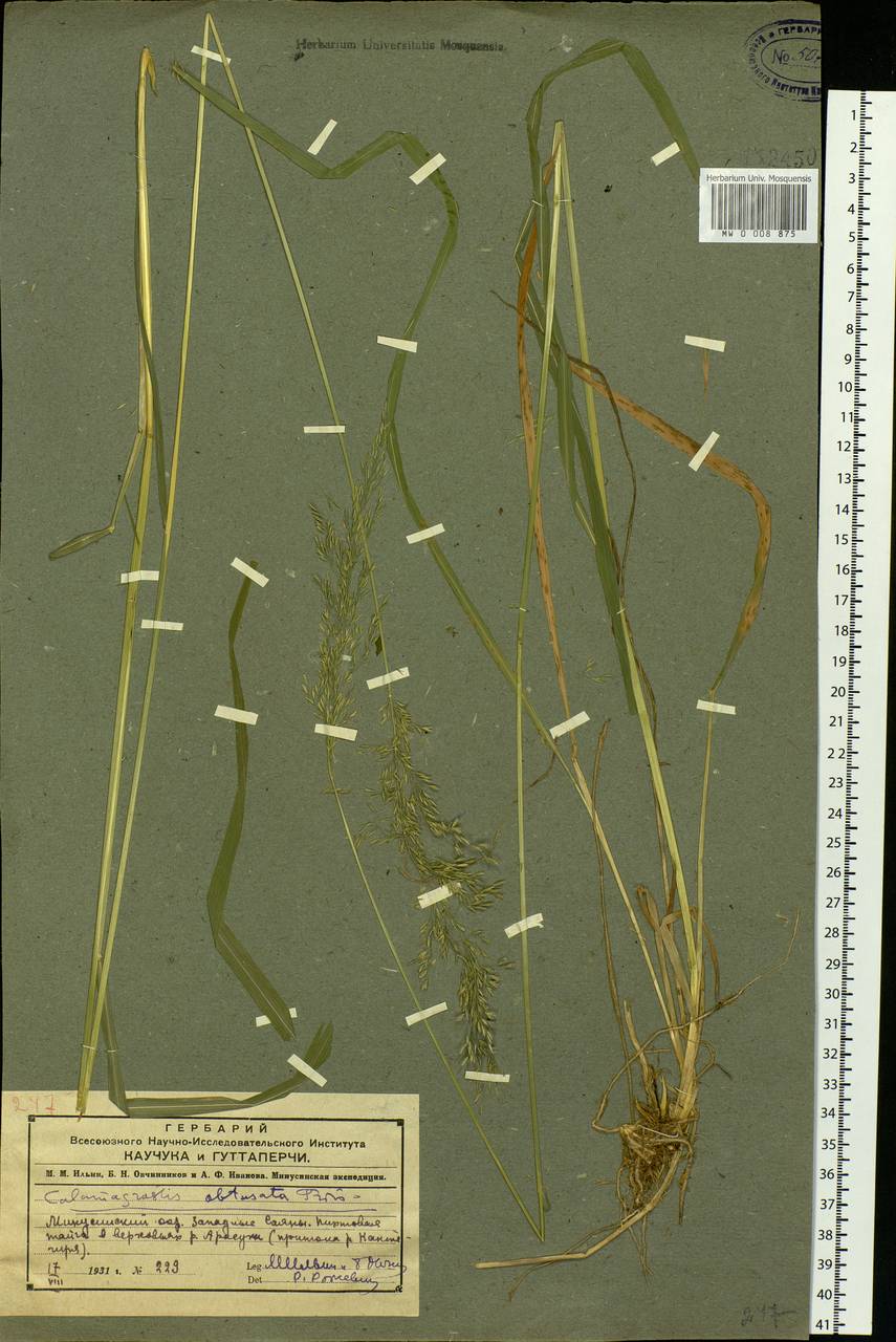 Calamagrostis obtusata Trin., Siberia, Altai & Sayany Mountains (S2) (Russia)