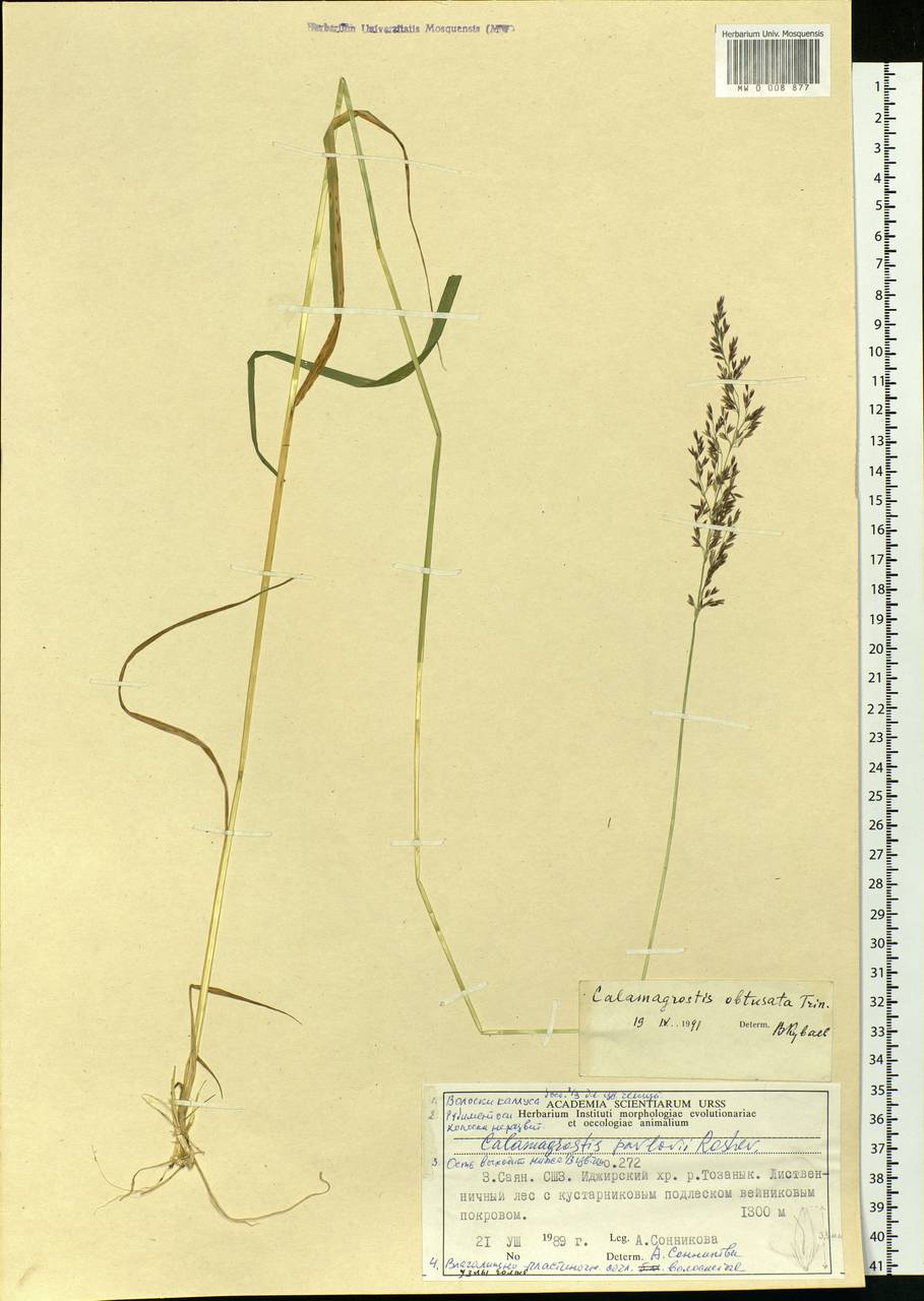 Calamagrostis obtusata Trin., Siberia, Altai & Sayany Mountains (S2) (Russia)