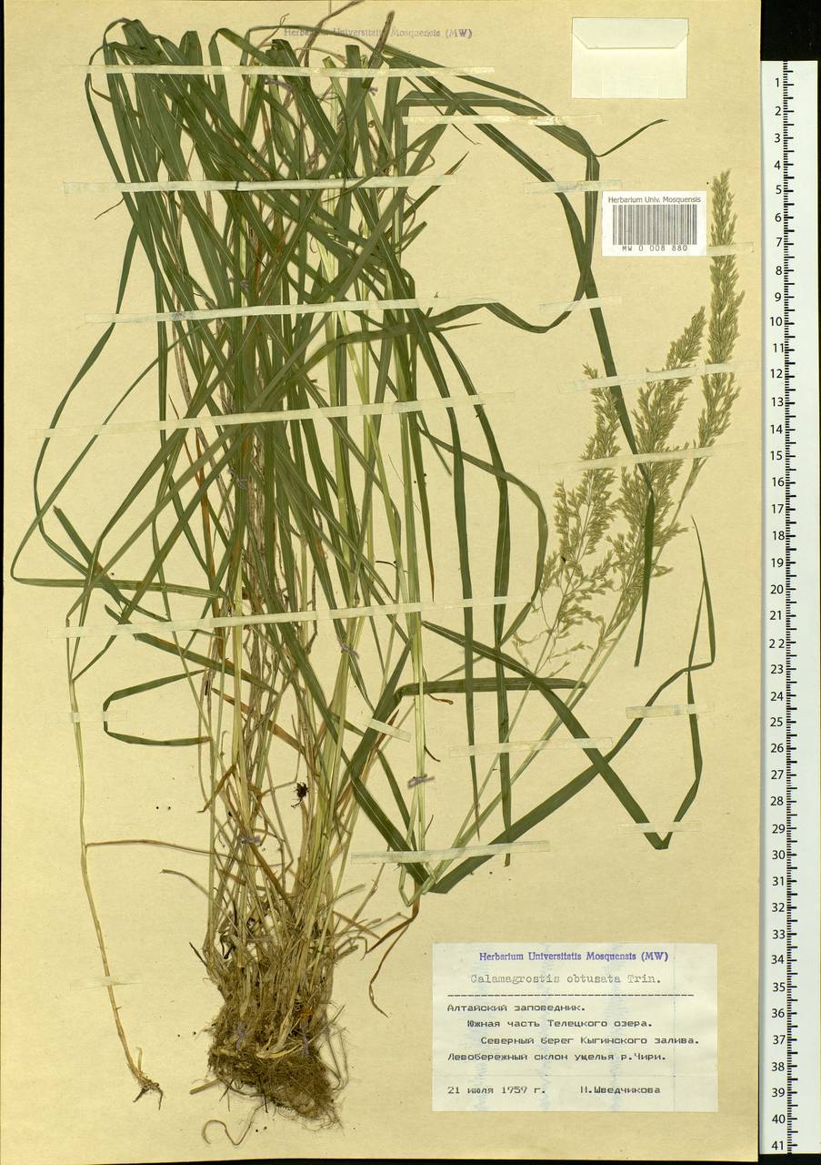 Calamagrostis obtusata Trin., Siberia, Altai & Sayany Mountains (S2) (Russia)