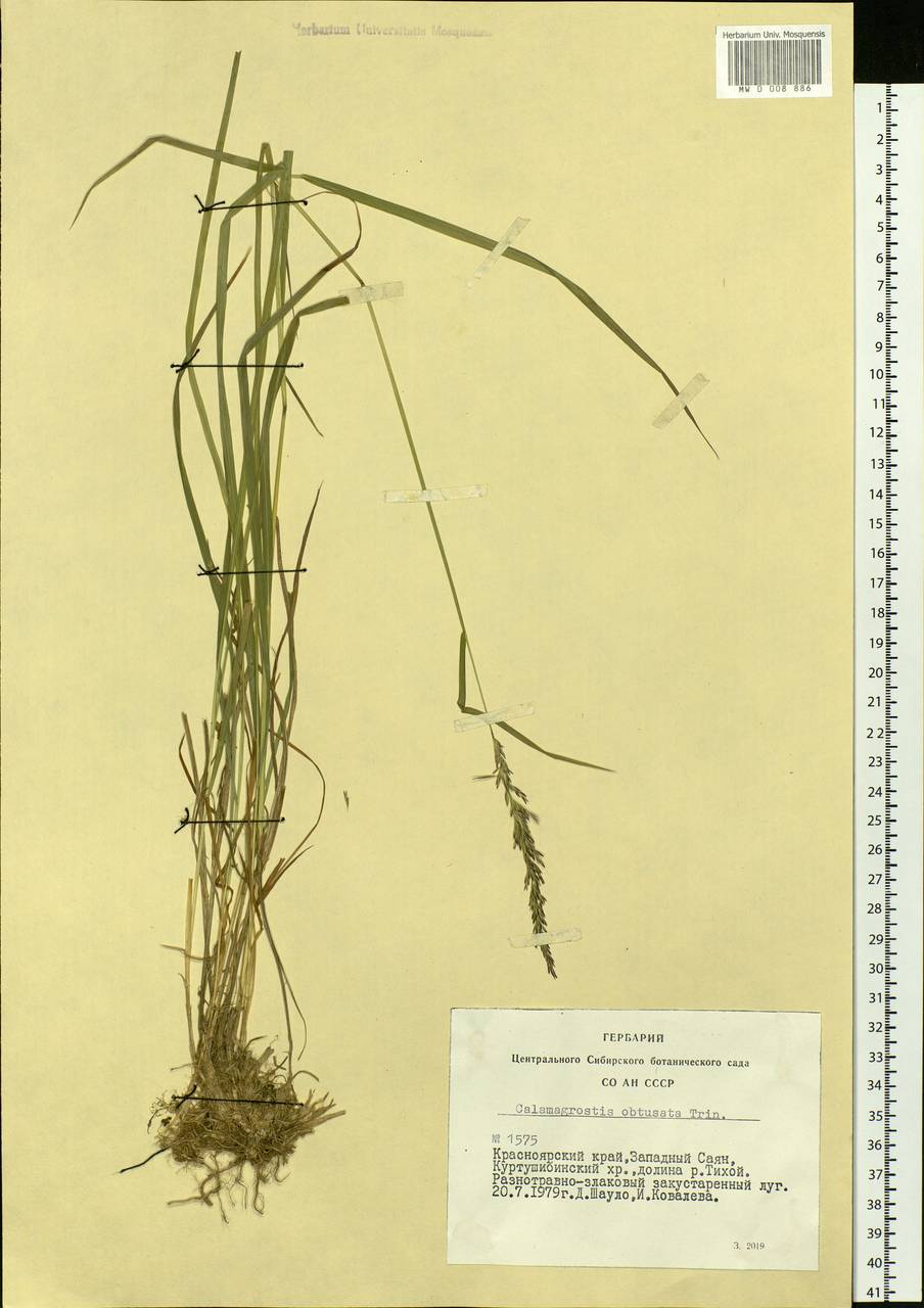 Calamagrostis obtusata Trin., Siberia, Altai & Sayany Mountains (S2) (Russia)