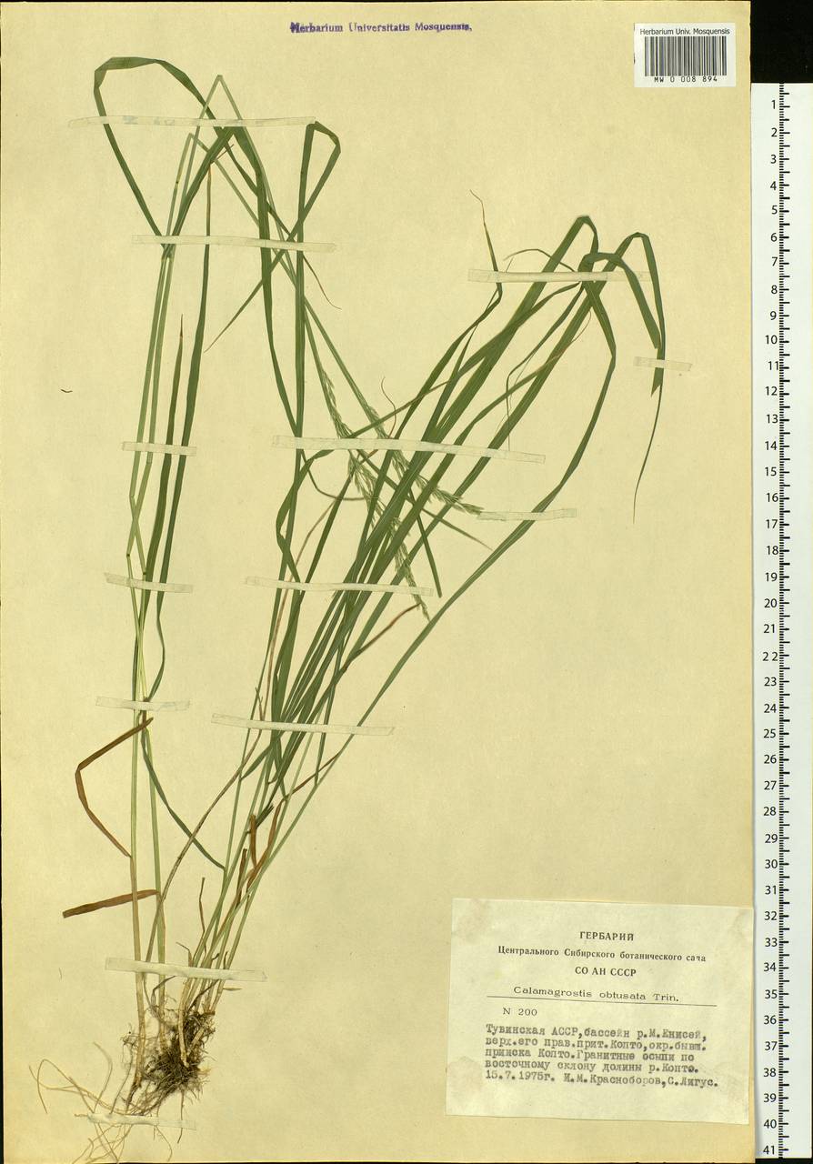Calamagrostis obtusata Trin., Siberia, Altai & Sayany Mountains (S2) (Russia)