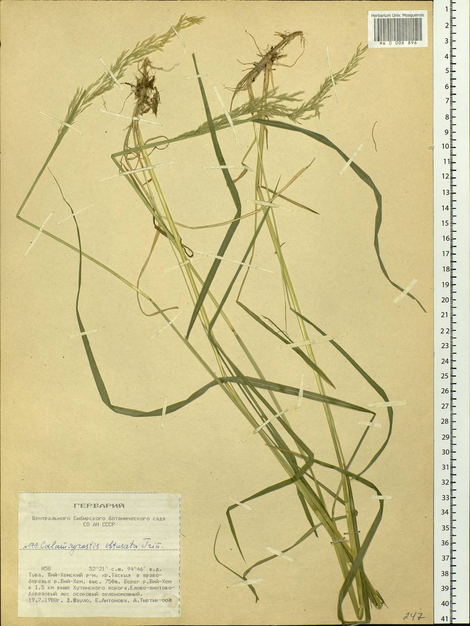 Calamagrostis obtusata Trin., Siberia, Altai & Sayany Mountains (S2) (Russia)