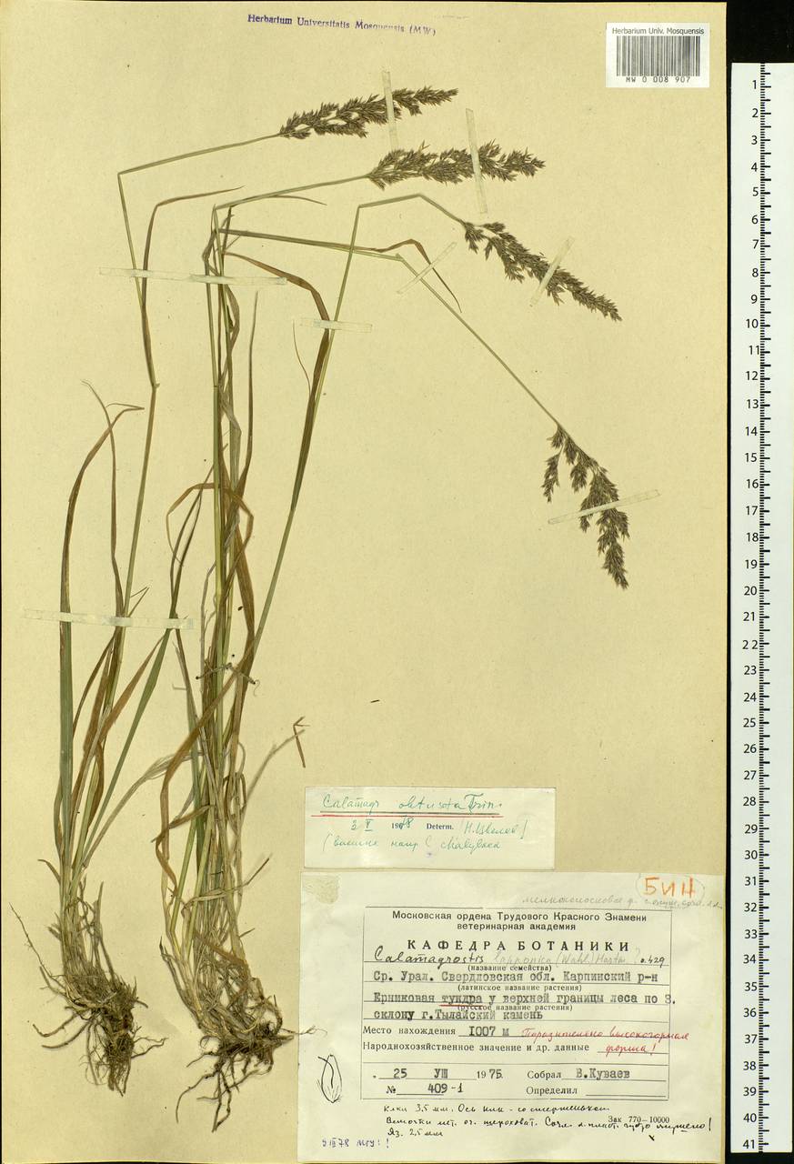 Calamagrostis obtusata Trin., Eastern Europe, Eastern region (E10) (Russia)