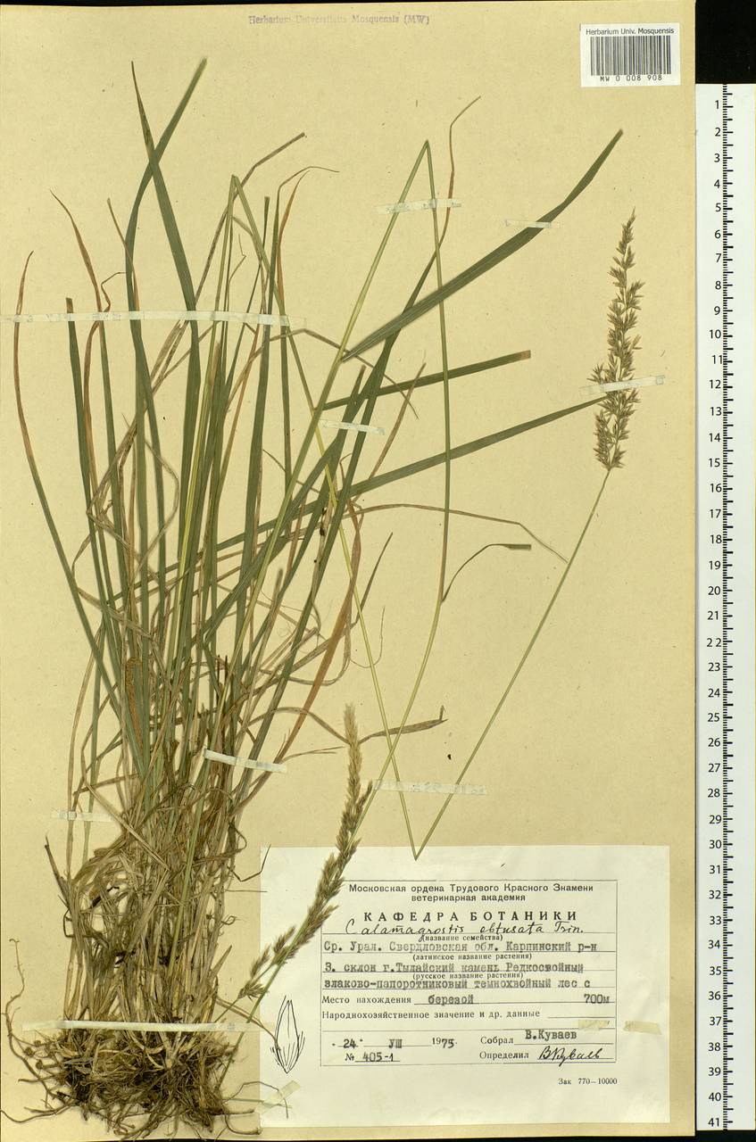 Calamagrostis obtusata Trin., Eastern Europe, Eastern region (E10) (Russia)