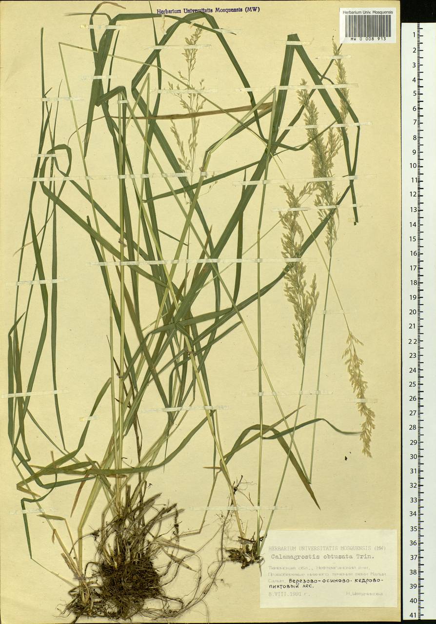 Calamagrostis obtusata Trin., Siberia, Western Siberia (S1) (Russia)